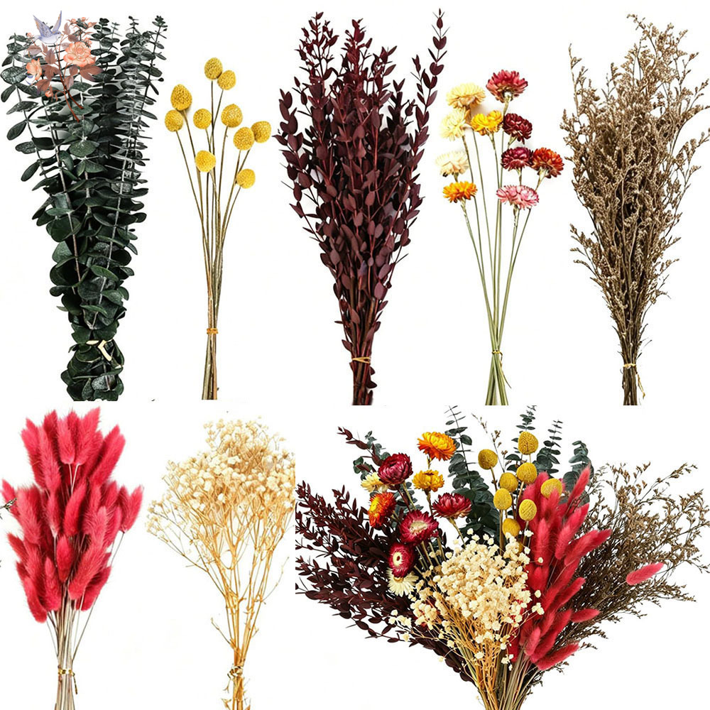 Florist Flower Supply - Gedroogde bloemen, grootverpakking met 7 soorten,