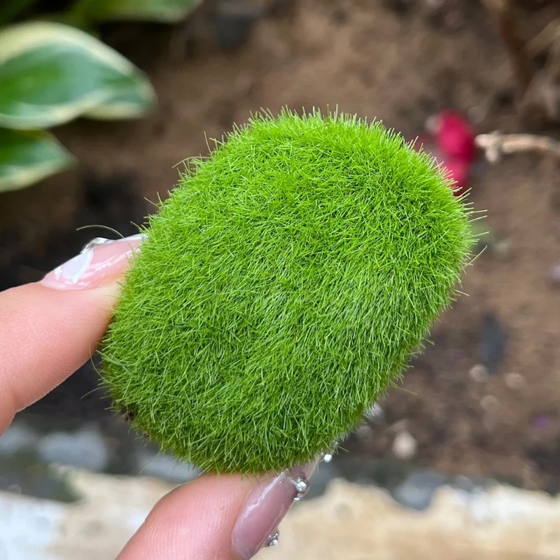 100/5PCS Kunstmatige Mossteen  - Preserved Moss Sheet recensie en prijs