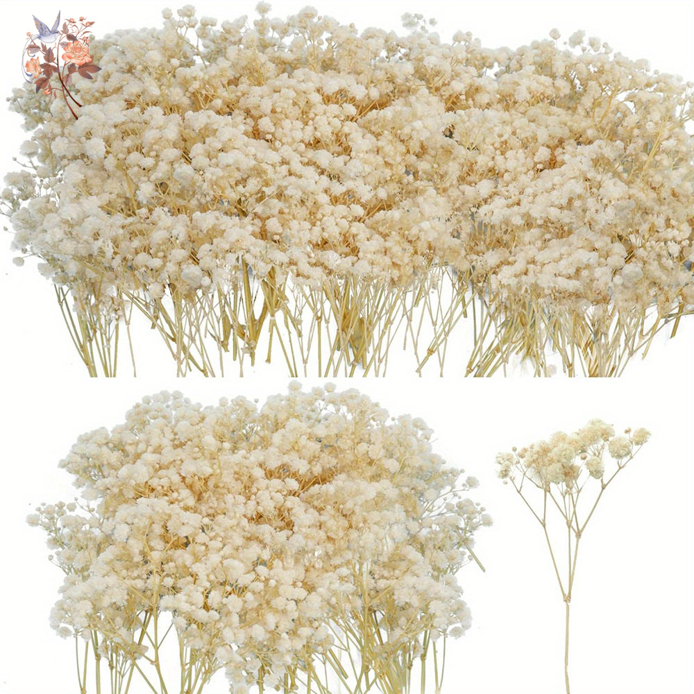 Mini Gedroogde Gypsophila Bloe - Baby Breath Dried recensie en prijs