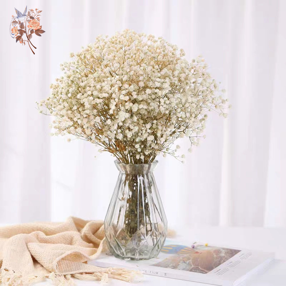60g gedroogde babyadem bloembo - Baby Breath Dried recensie en prijs