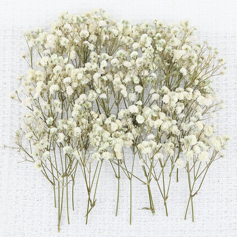 50 stuks natuurlijke gedroogde - Baby Breath Dried recensie en prijs